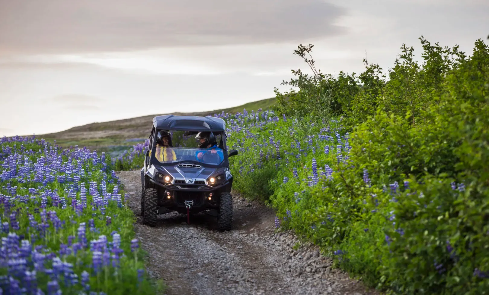 Buggy driving along a track lined with purple lupins