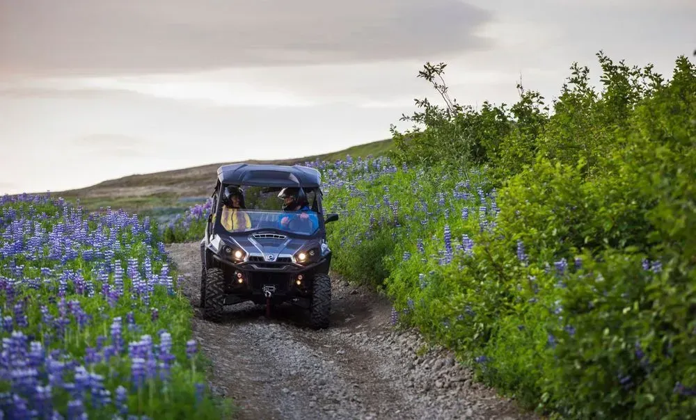 Buggy driving along a track lined with purple lupins