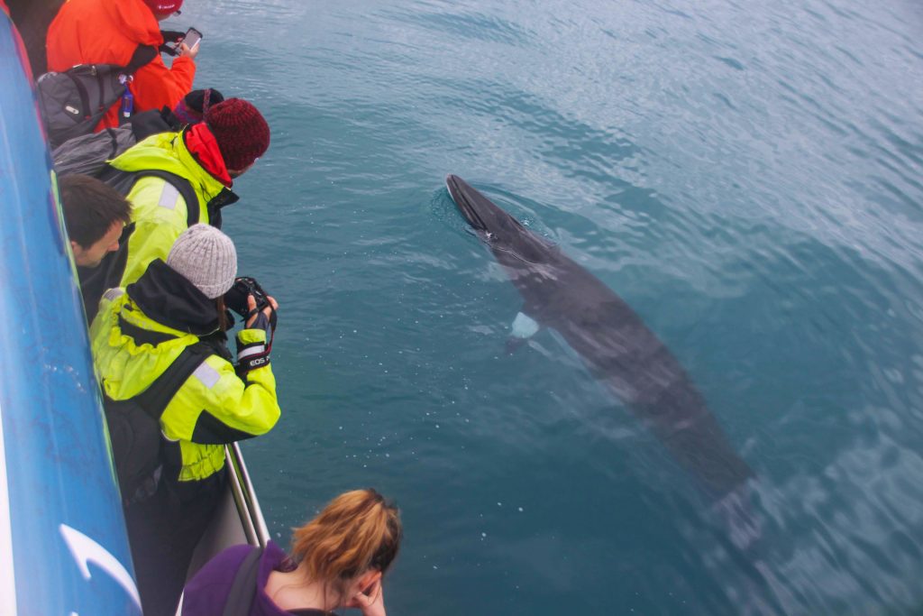 Buggy and whale watching in Iceland